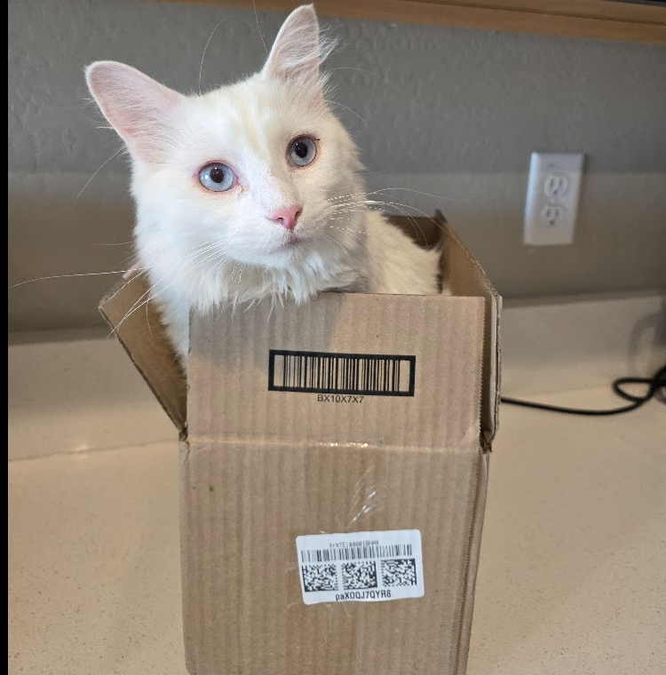 Aiko relaxing inside his favorite box